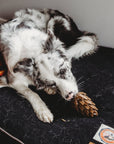 Loblolly Pinecone Puzzle Dog Toy