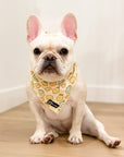Cooling Dog Bandana - Lemonade: S/M