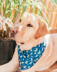 Cooling Dog Bandana - Dino: S/M