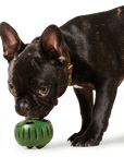 The Pupsicle: Small