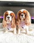Cooling Dog Bandana - Gummy Bear: M/L