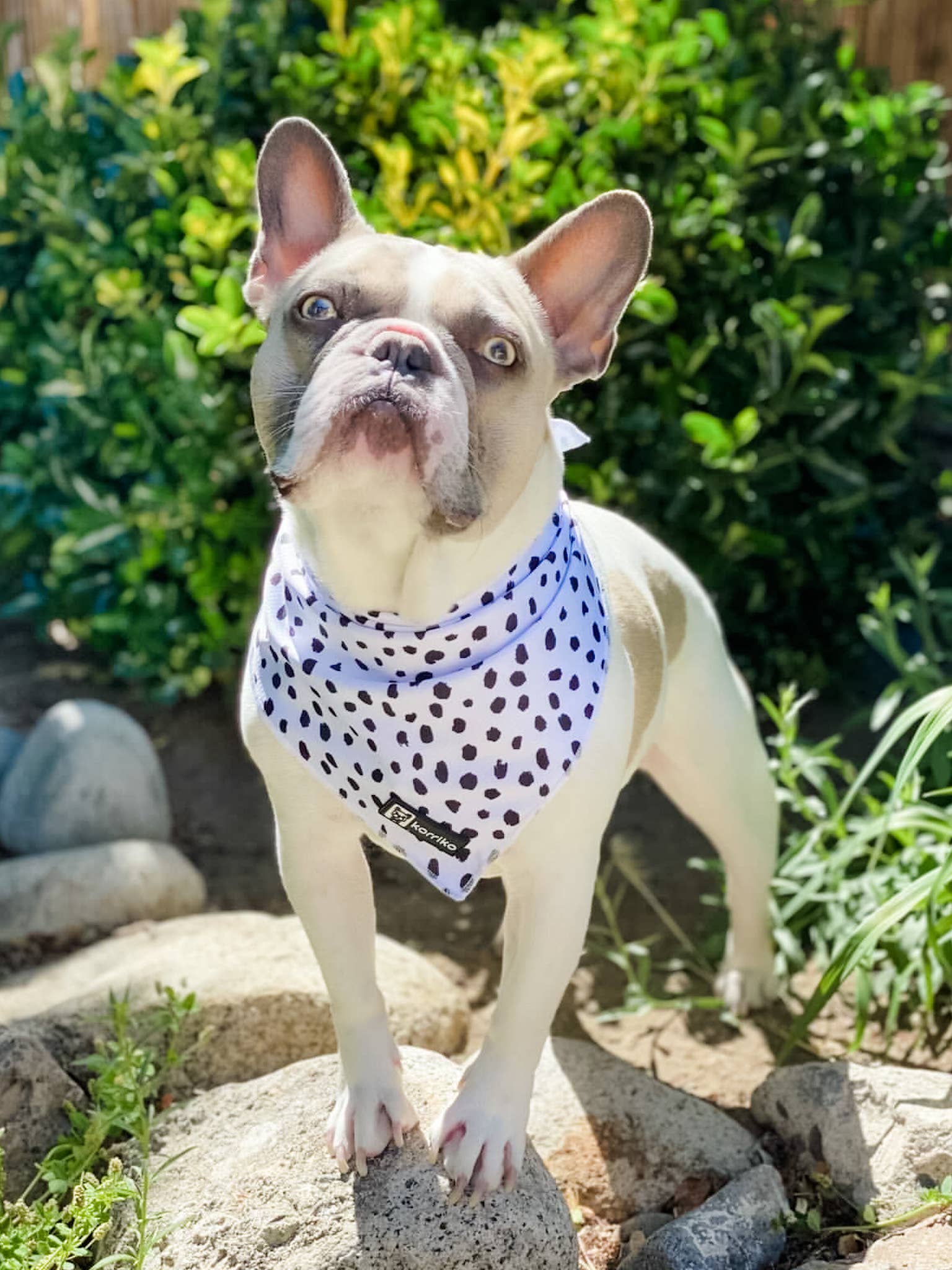 Cooling Dog Bandana - Spotted: S/M
