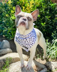 Cooling Dog Bandana - Spotted: S/M