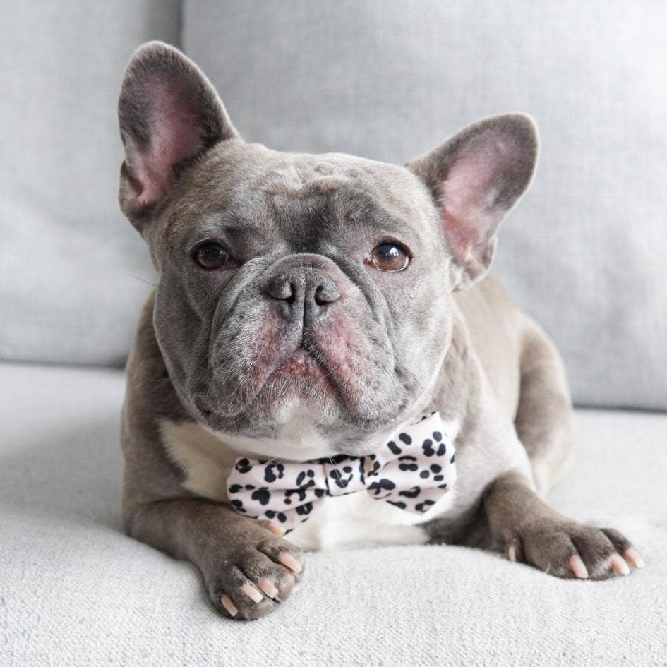 Dog Bow Tie - Leopard: M/L