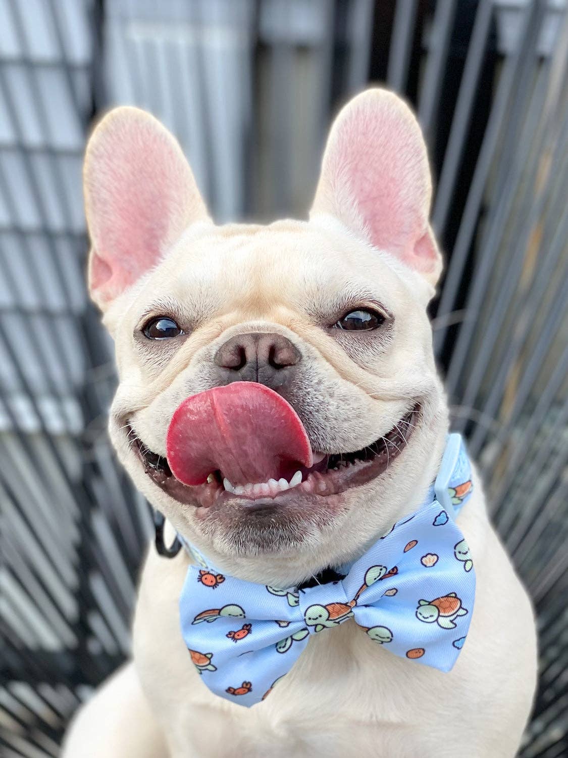 Dog Bow Tie - Under The Sea: S/M