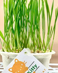 Lucky Kitty Grow at Home Cat Grass