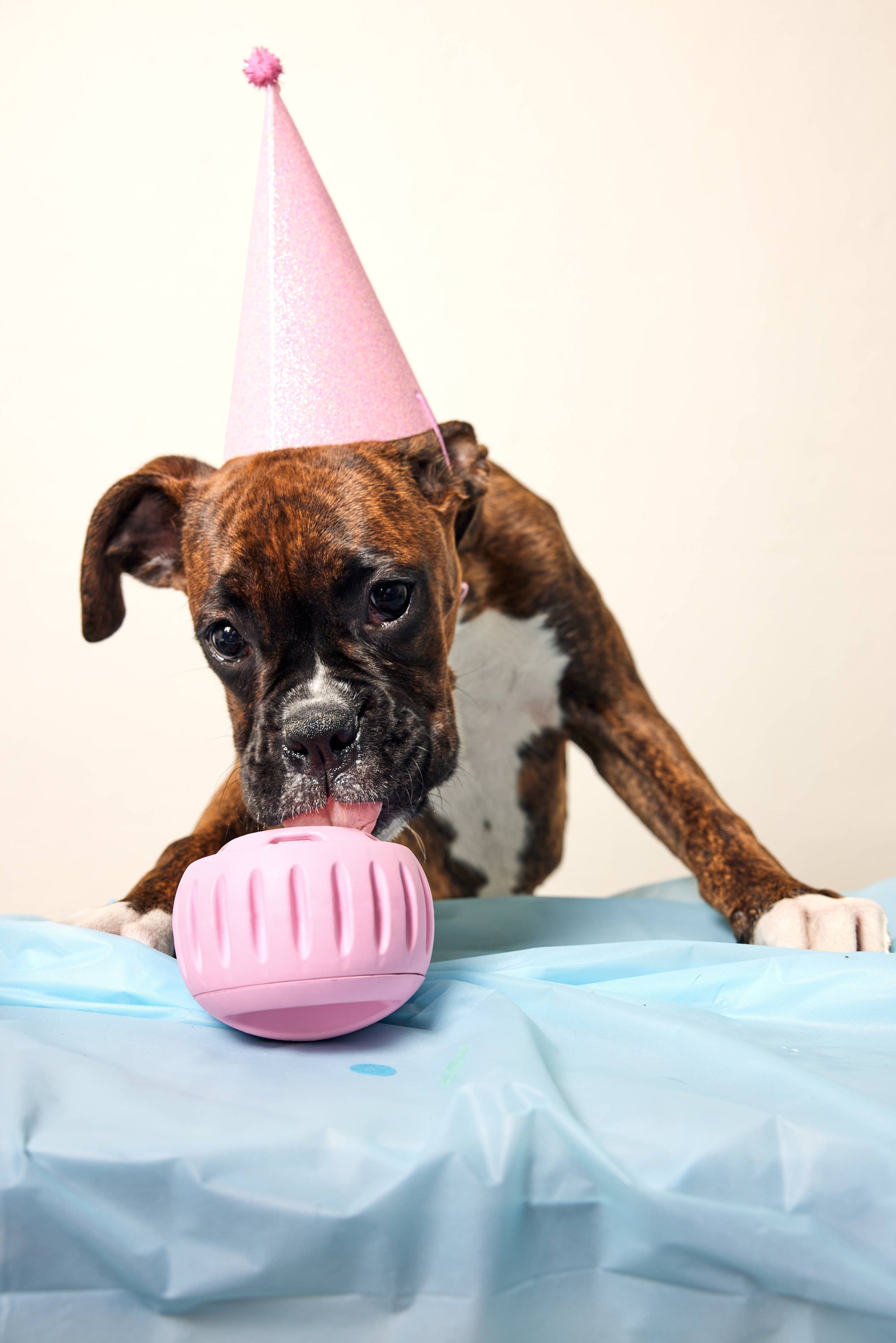 Party Pupsicle: Blue (Small)