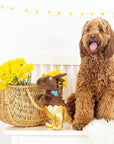 Choc-A-Sauras Rex Dog Toy